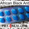 African Black Ant viagra1